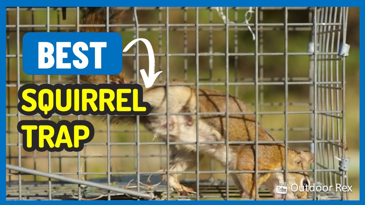 Top 5 Best Squirrel Trap in 2023 - Stop the squirrels from stealing your food!
