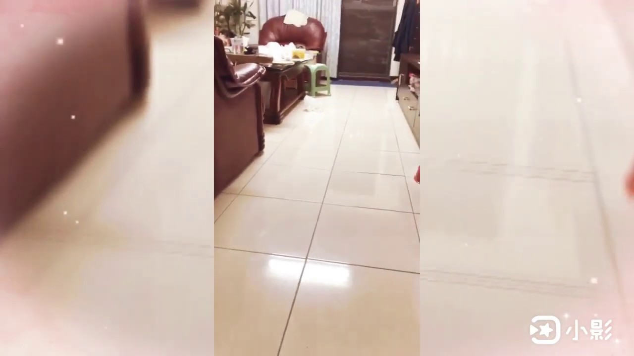 小貢丸放風囉🐹