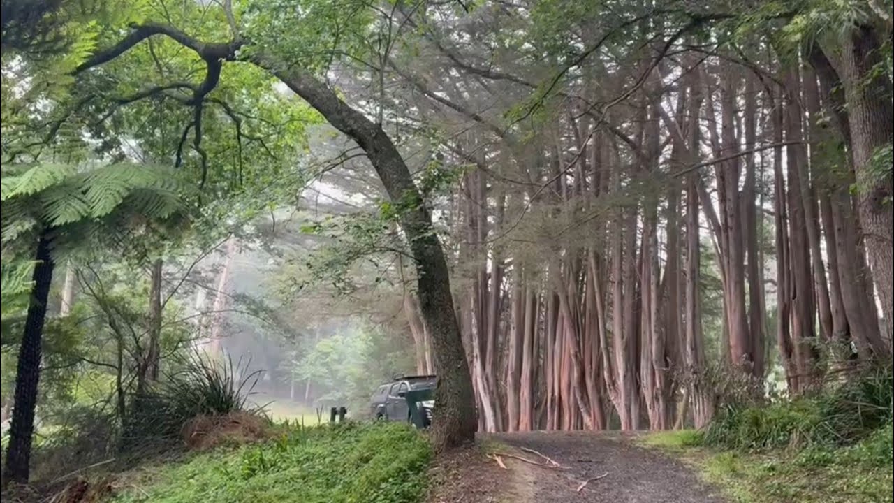 Walking Through the Rainforest in Warburton