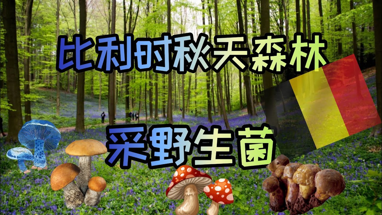 〖比利时〗你吃过野生菌吗？