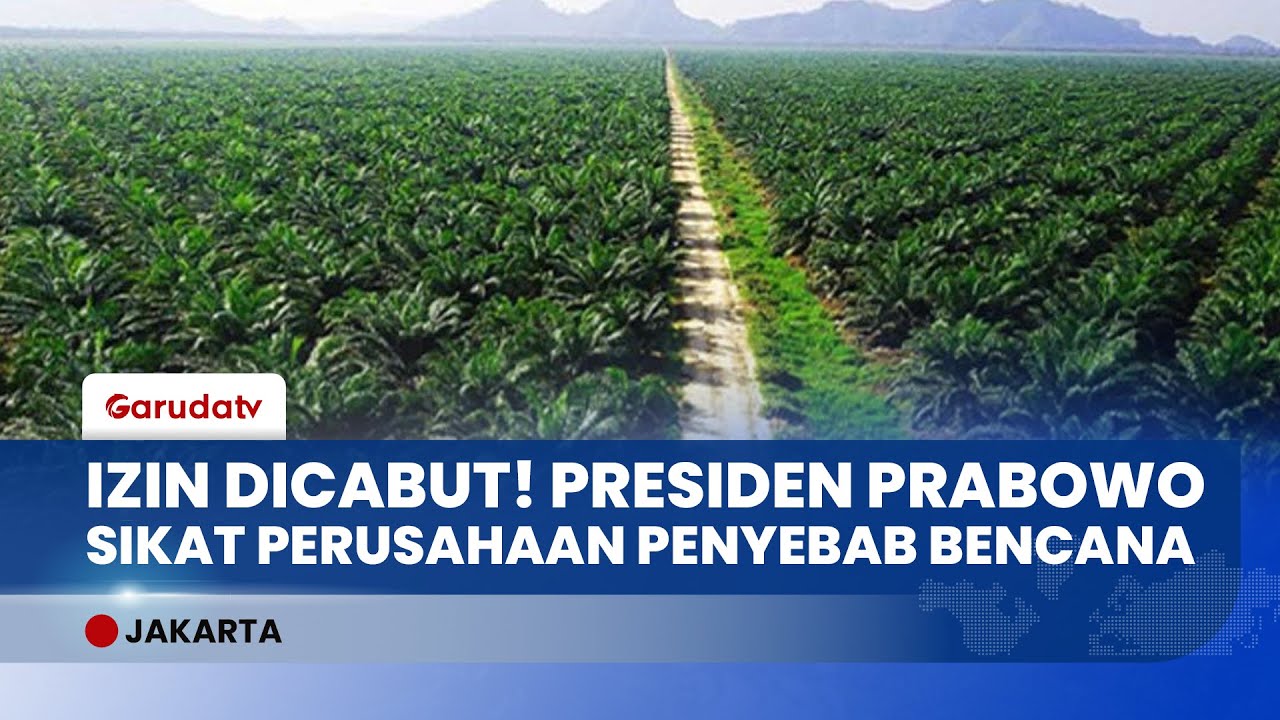 Negara Ambil Alih! 4 Juta Hektar Kebun Sawit Ilegal Disita Satgas PKH Atas Perintah Prabowo