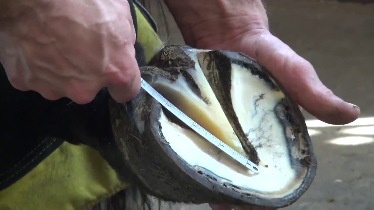 Lamar Weaver, CJF Trimming Left Hind on Road Horse