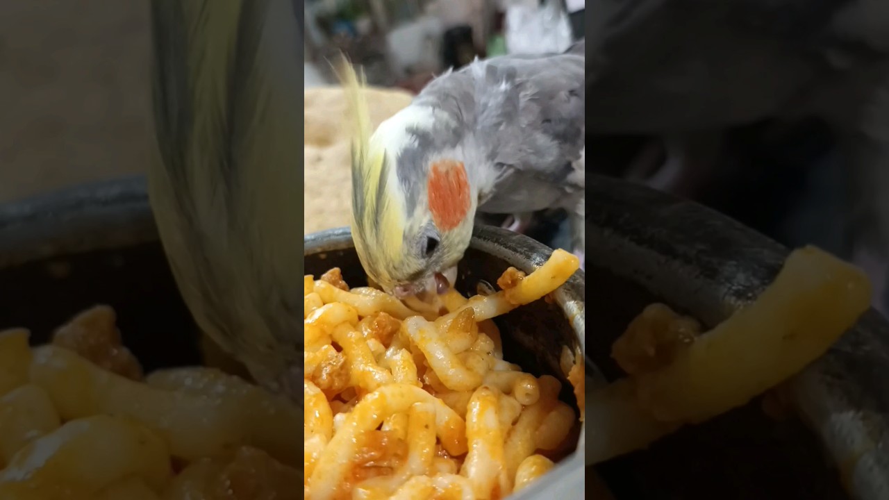 Foods That Will KILL Your Bird or Parrot!