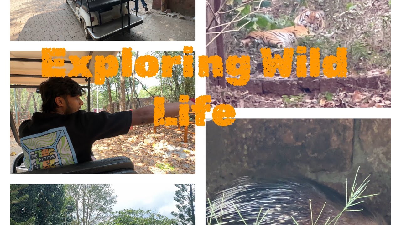 പിലിക്കുള ട്രിപ്പ് 💕❤️ #zoo #newvideo #wildlife #newvlog #dailyvlog #malayalam #snake #birds #tiger 