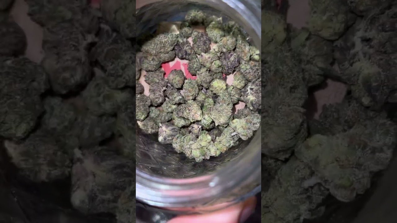 Lemon Cherry Sherbet #plant #420 #subscribe
