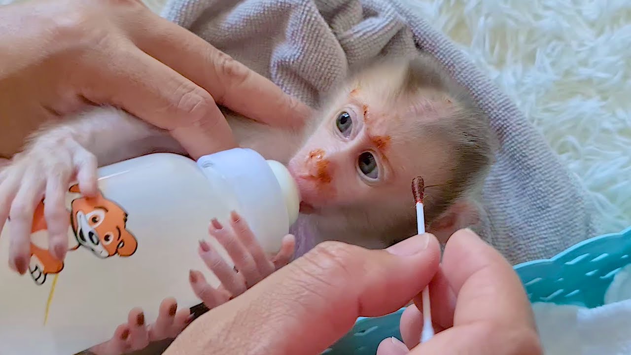 OmG0d! Babe Monkey Riki Shout​ Loudly while dad Wound healing