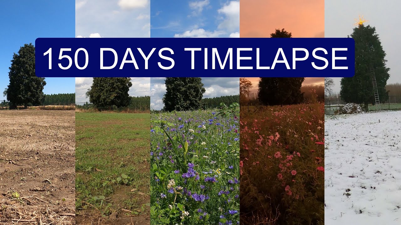 We sowed a WILDFLOWER MEADOW | 150 days Start to Finish TIMELAPSE