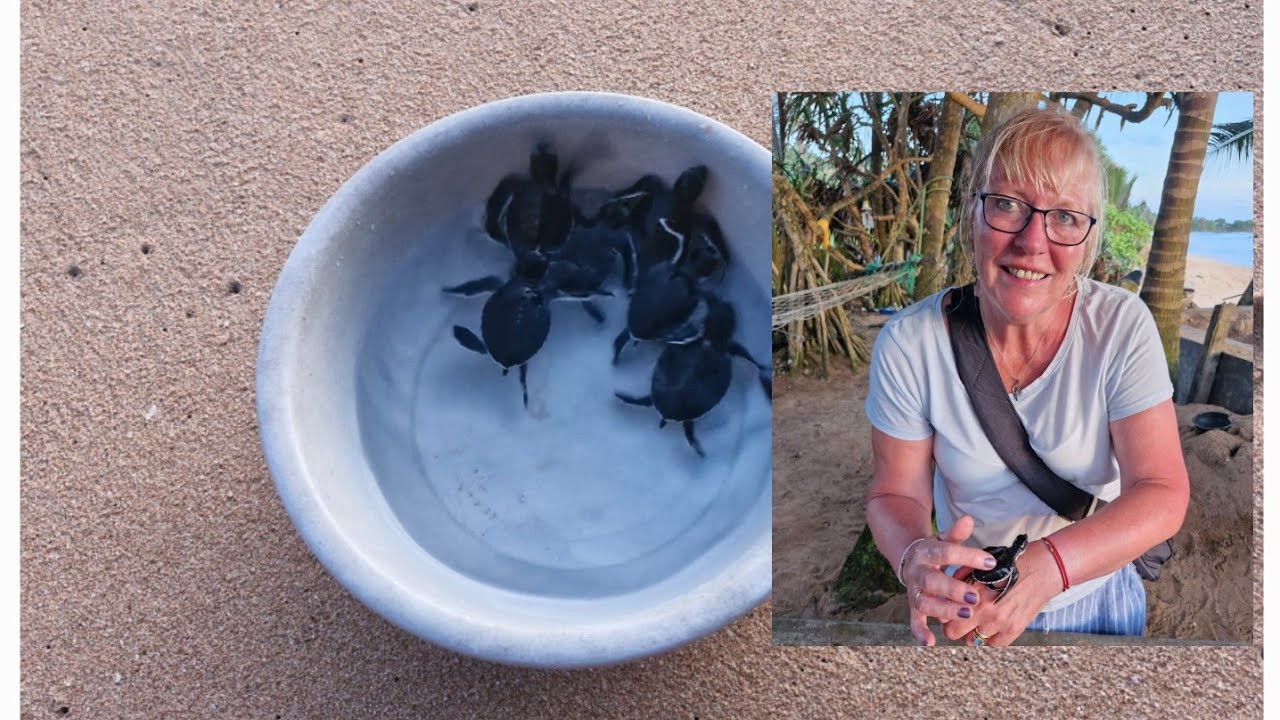 Releasing baby Sea Turtles in Sri Lanka