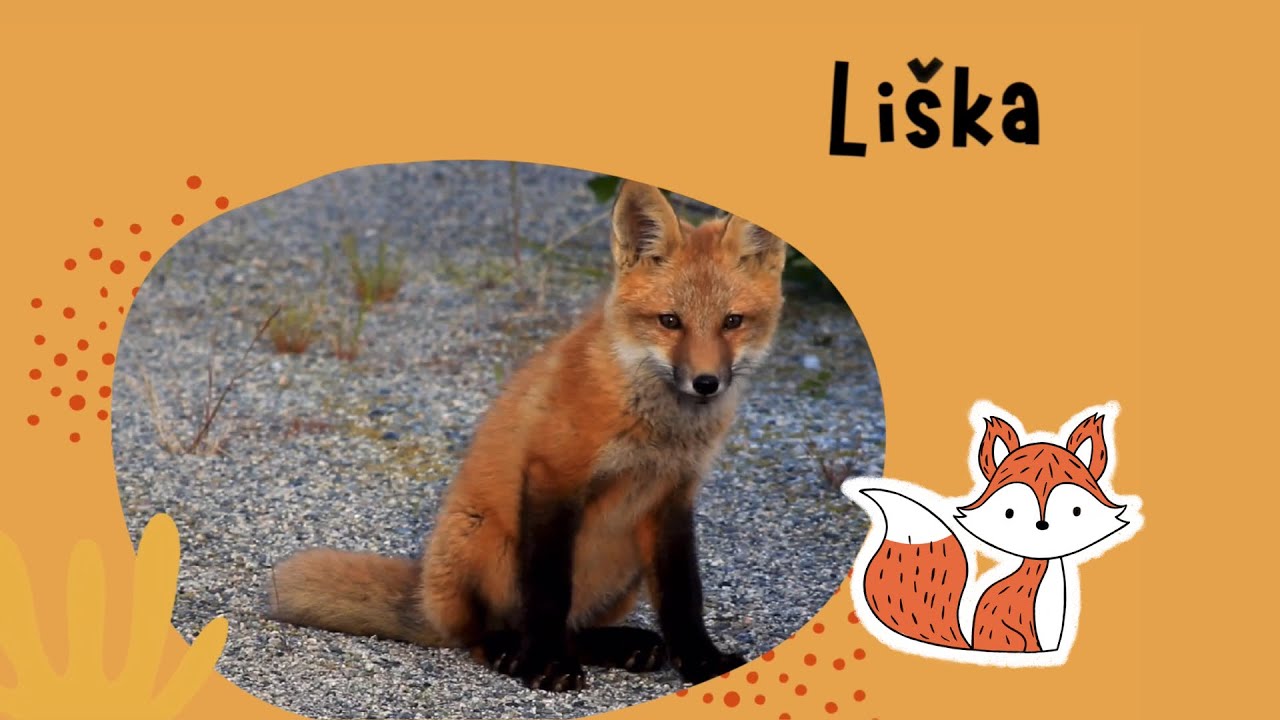 Liška / Jak namalovat lišku / malování pro děti / zvířátka  / zvířata z lesa