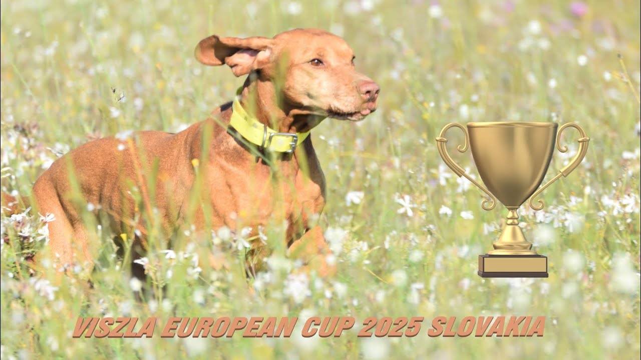 Magyar Vizsla Europen Cup 2025 CACIT Šaštin-Straže, Slovakia- FT 3.10.2025.