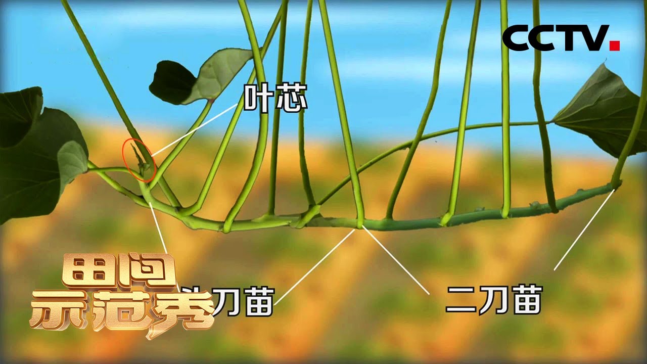 金地瓜种植有门道！核心在好秧苗，专家教你怎么挑选头刀苗 | CCTV「田间示范秀」20210511