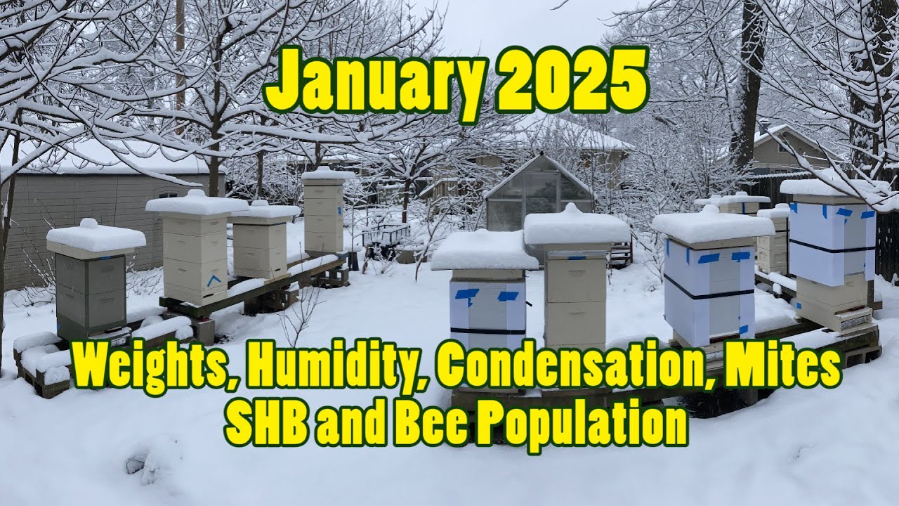 ❺ How are the bees doing?  A look inside in January.  Updates with hive weights and temperatures.