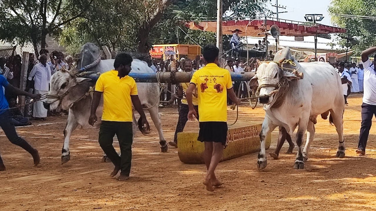 అనిమల ఓల్డ్ కేటగిరి విభాగంలో 2వ జత