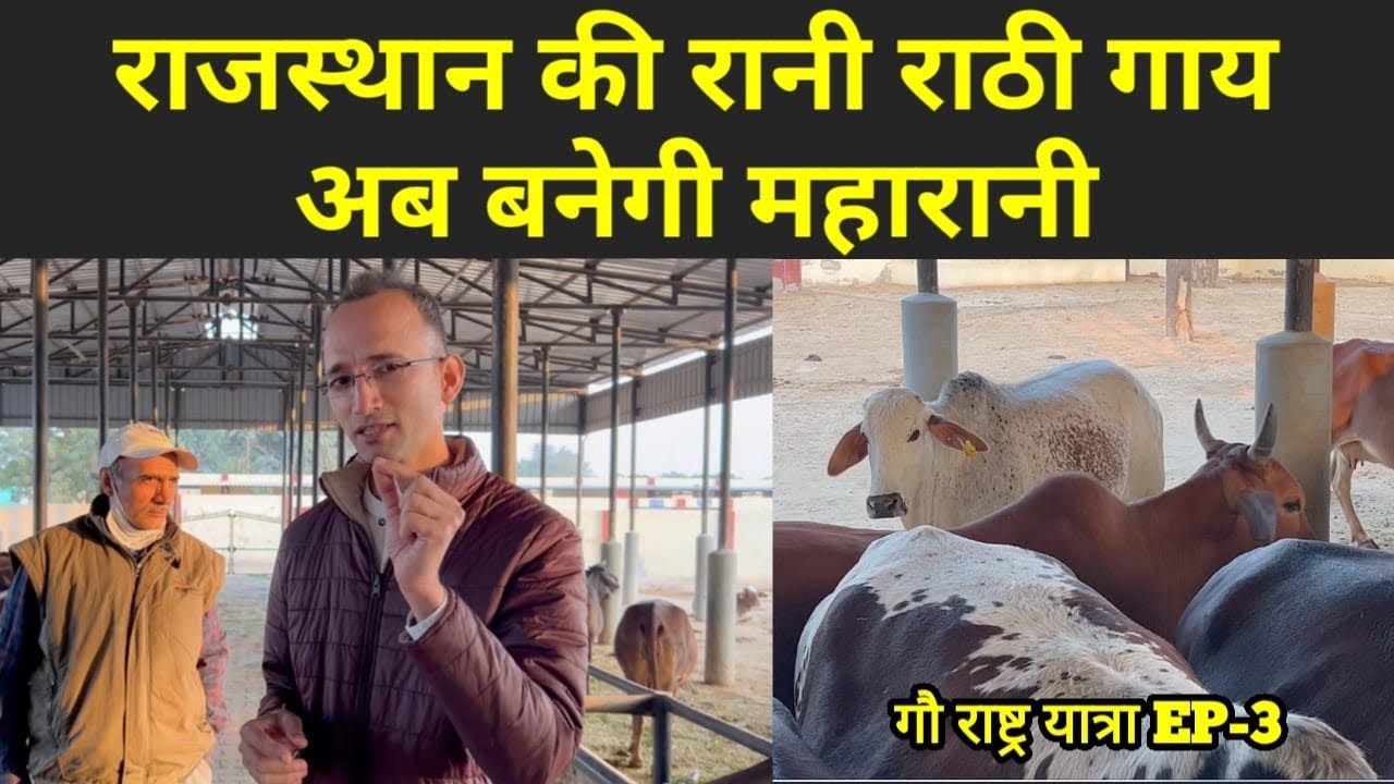 20 लीटर दूध देने वाली राठी गाय पर अद्भुत जानकारी । Veterinary University बीकानेर की राठी गाय