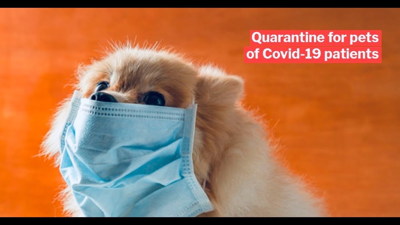 Covid 19: Coronavirus Effects On Dogs Documentary | Mockumentary (This Is Fake & Satire)