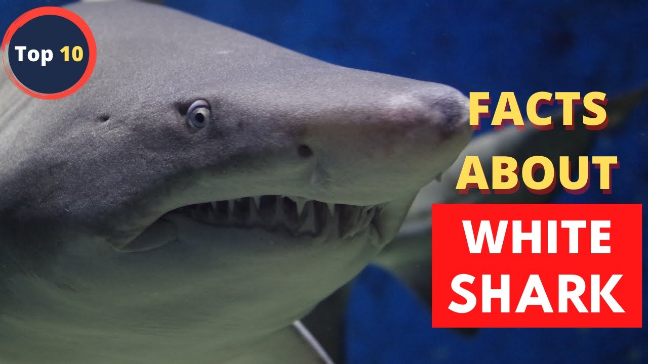 10 Facts About Great White Sharks