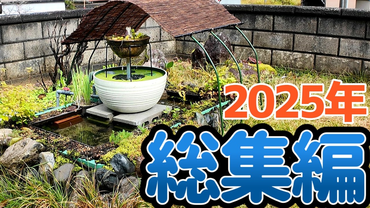 【2025年総集編】220Lの巨大トロ舟で食べられるビオトープを作ろう！