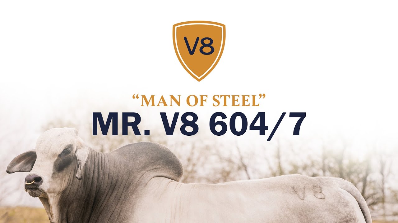 Mr. V8 604/7 