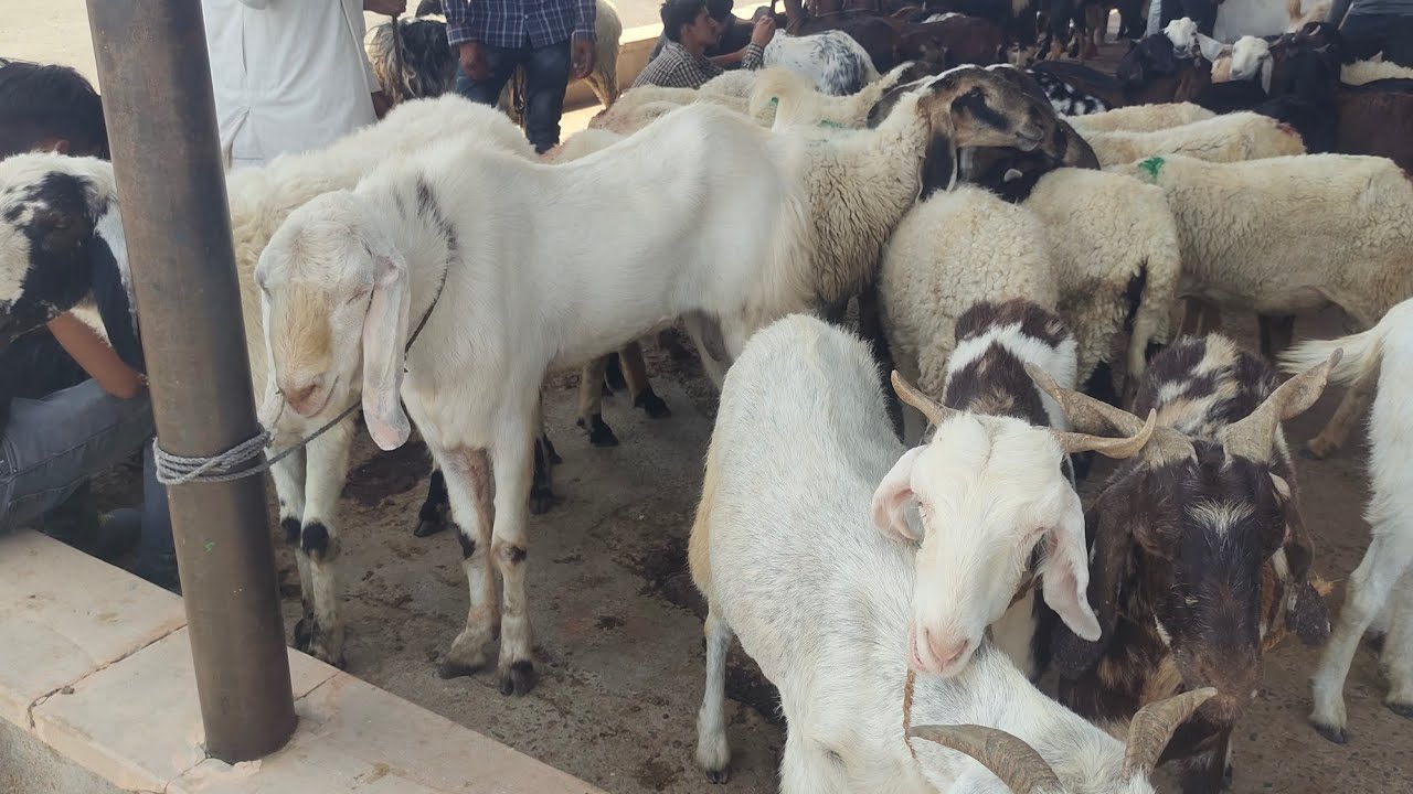 Jodhpur Bakra Mandi Live Update Biggest Mandi In Rajasthan... |