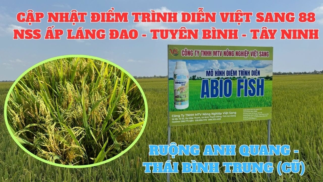 MƯA TRÁI MÙA VỤ ĐÔNG XUÂN, VÀNG LÁ, VI KHUẨN VÀ ĐẠO ÔN LÂY LAN. QUI TRÌNH VIỆT SANG SẼ RA SAO ???