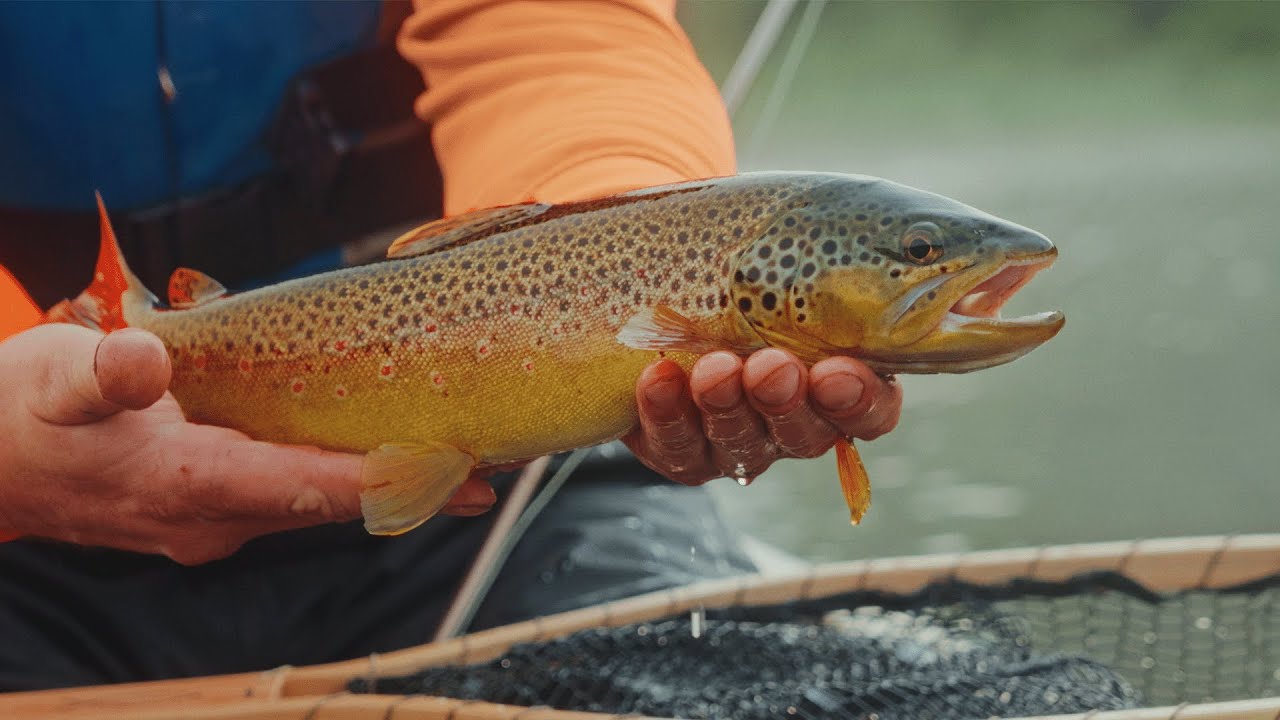 Brown Troutin' Новая Шотландия