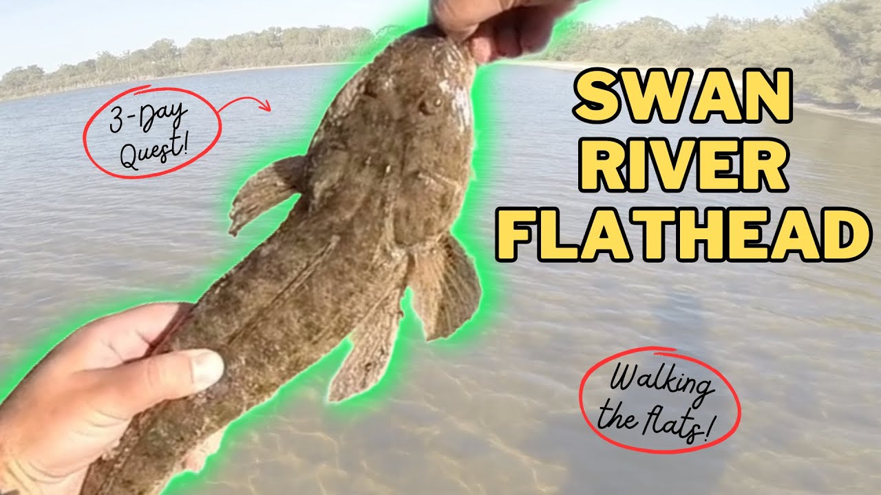 Swan River FLATHEAD QUEST - 3 Days of FLATS - Perth Australia Fishing