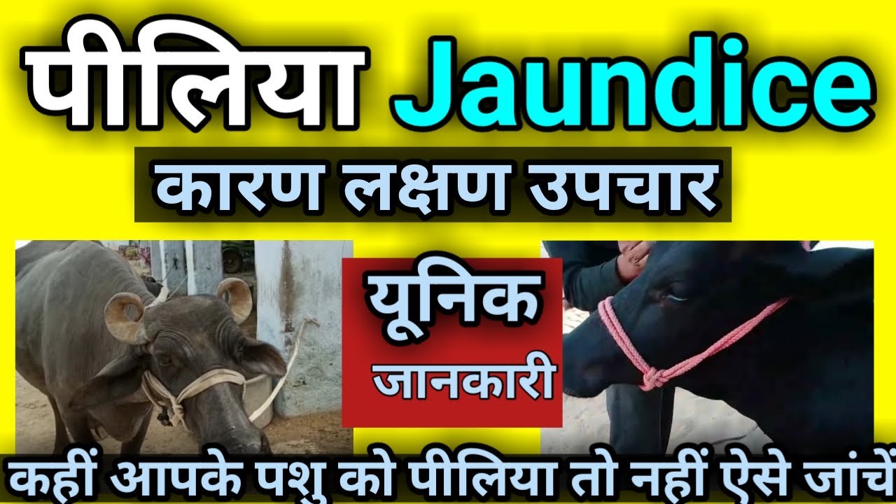 पशुओं में पीलिया रोग Jaundice in animals / cow buffalo ko piliya bimari