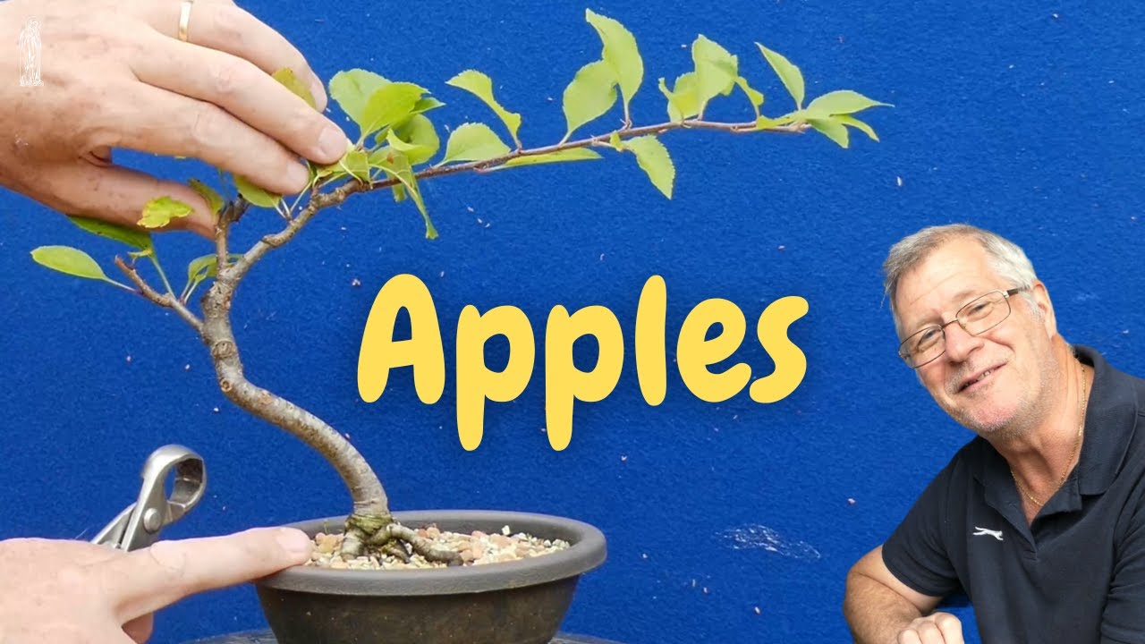 Growing Crabapple & Apple Bonsai? That's a Challenge!