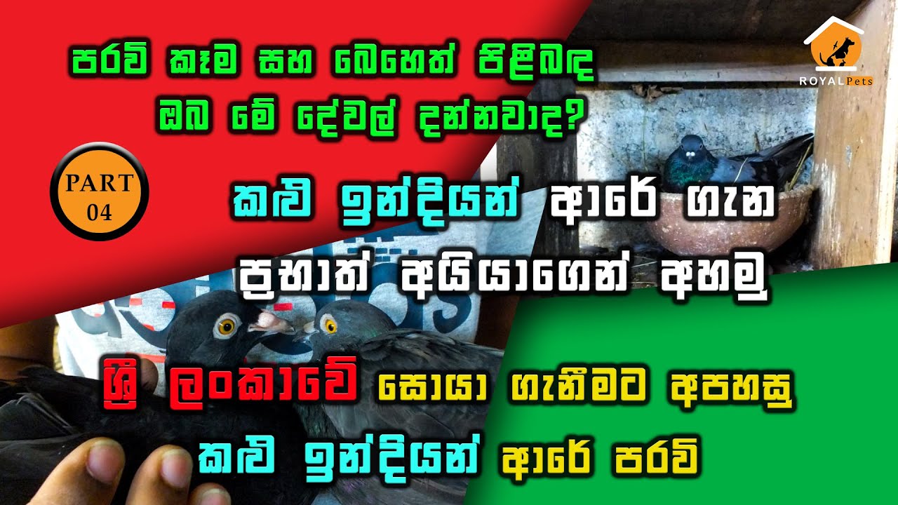 Very rare Black Indian Pigeon review in Sinhala. කලු ඉන්දියන් ආරේ ගැන ප්‍රභාත් අයියාගෙන් අහමු.
