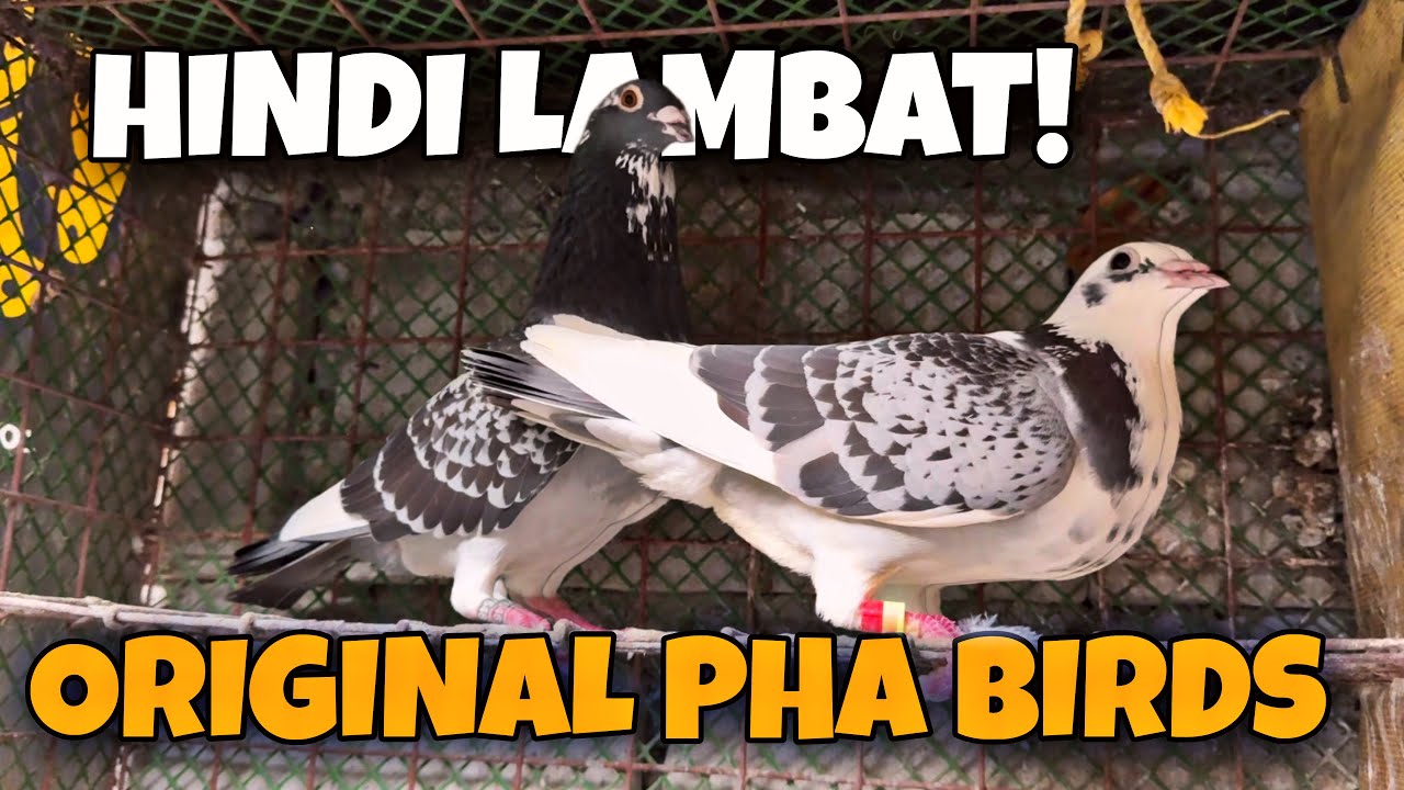 NAGPARES AKO NG KALAPATI GALING NG PHA #kalapati