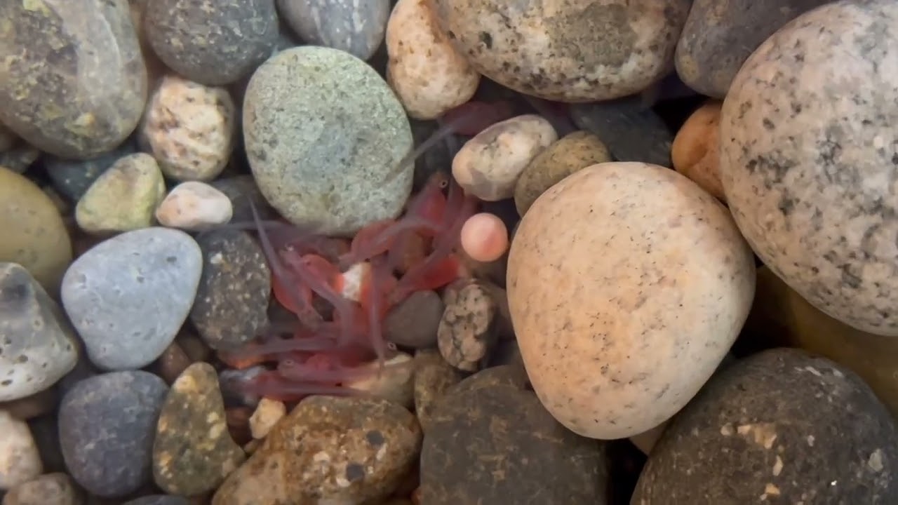 Baby Chinook Salmon Cuddle Pile