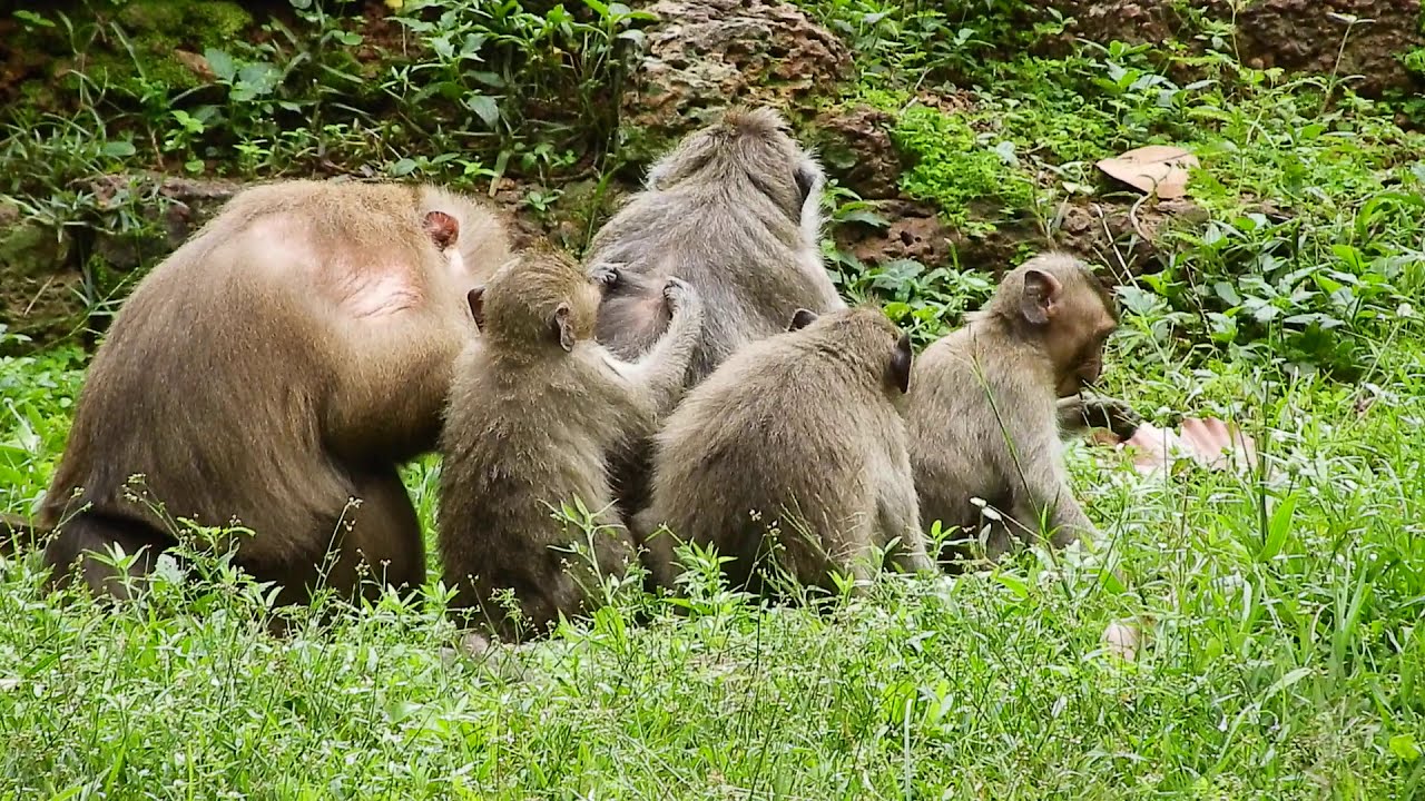 Great Monkeys Meeting Are Eating Together, Very Much Hungry Baby Monkey.