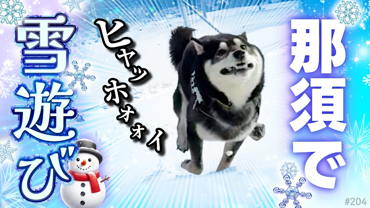 雪遊びサイコーーな柴犬