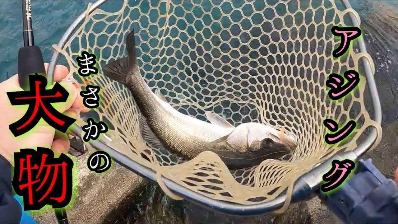 南房アジングで大物が釣れた‼️