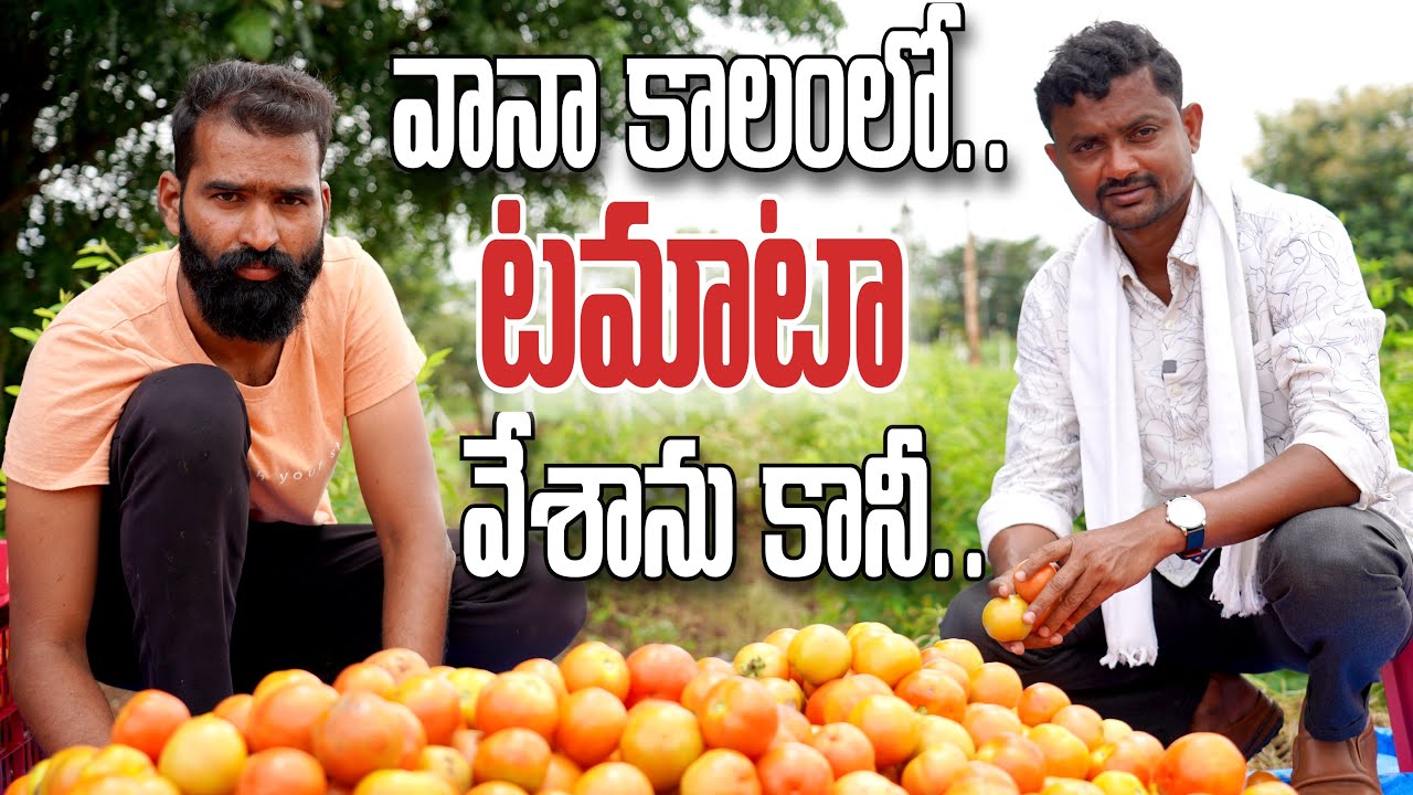 వర్షా కాలం టమాటా సాగులో నష్టం వచ్చింది Tomato Farming