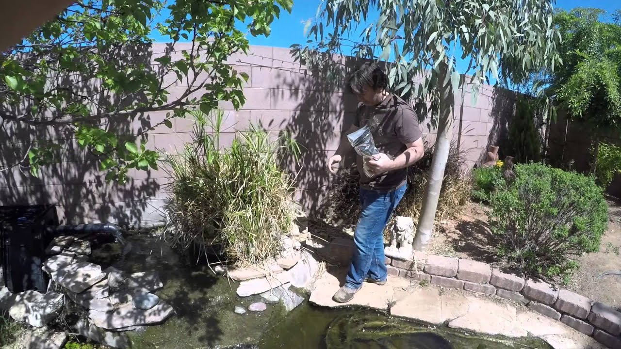 Backyard Pond Maintenance: Sodium Percarbonate & Enzymes
