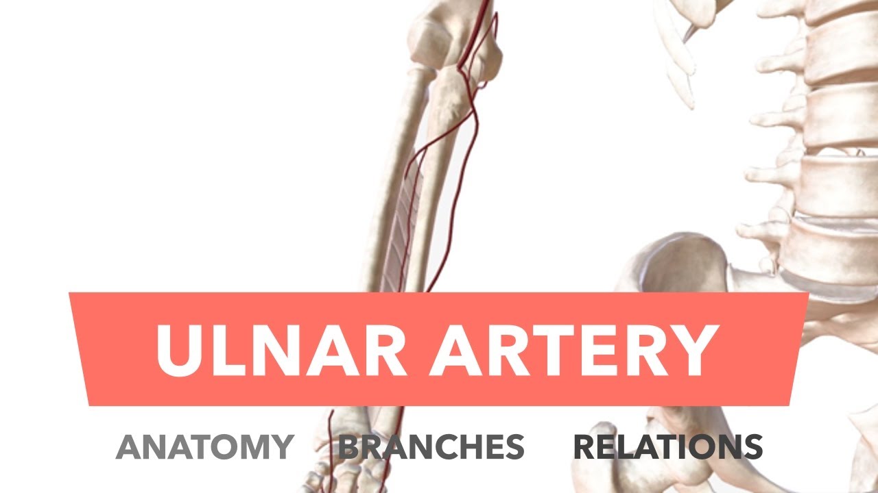 Ulnar Artery - Anatomy, Branches & Relations