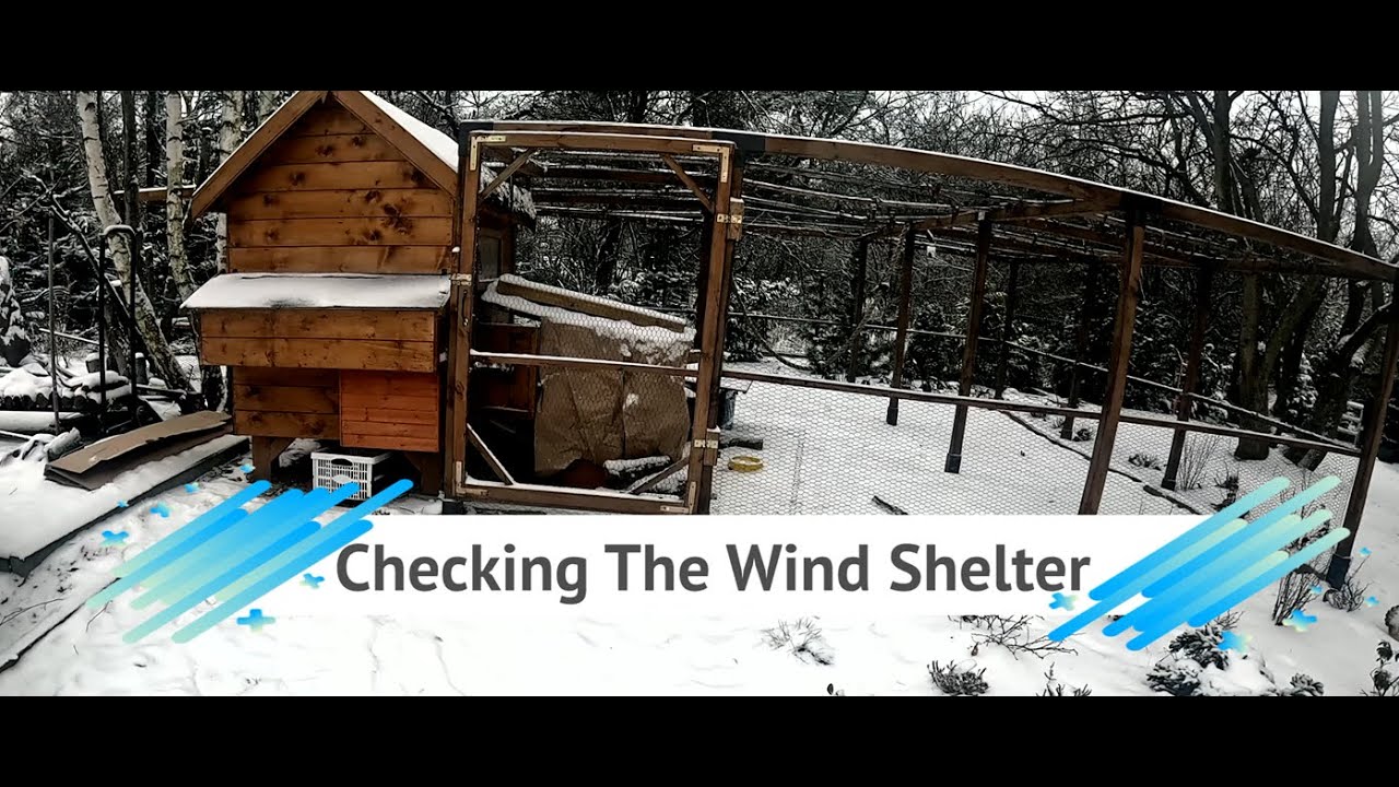 Daily Life With Chickens - Wind Shelter - ( Music & Subtitles )