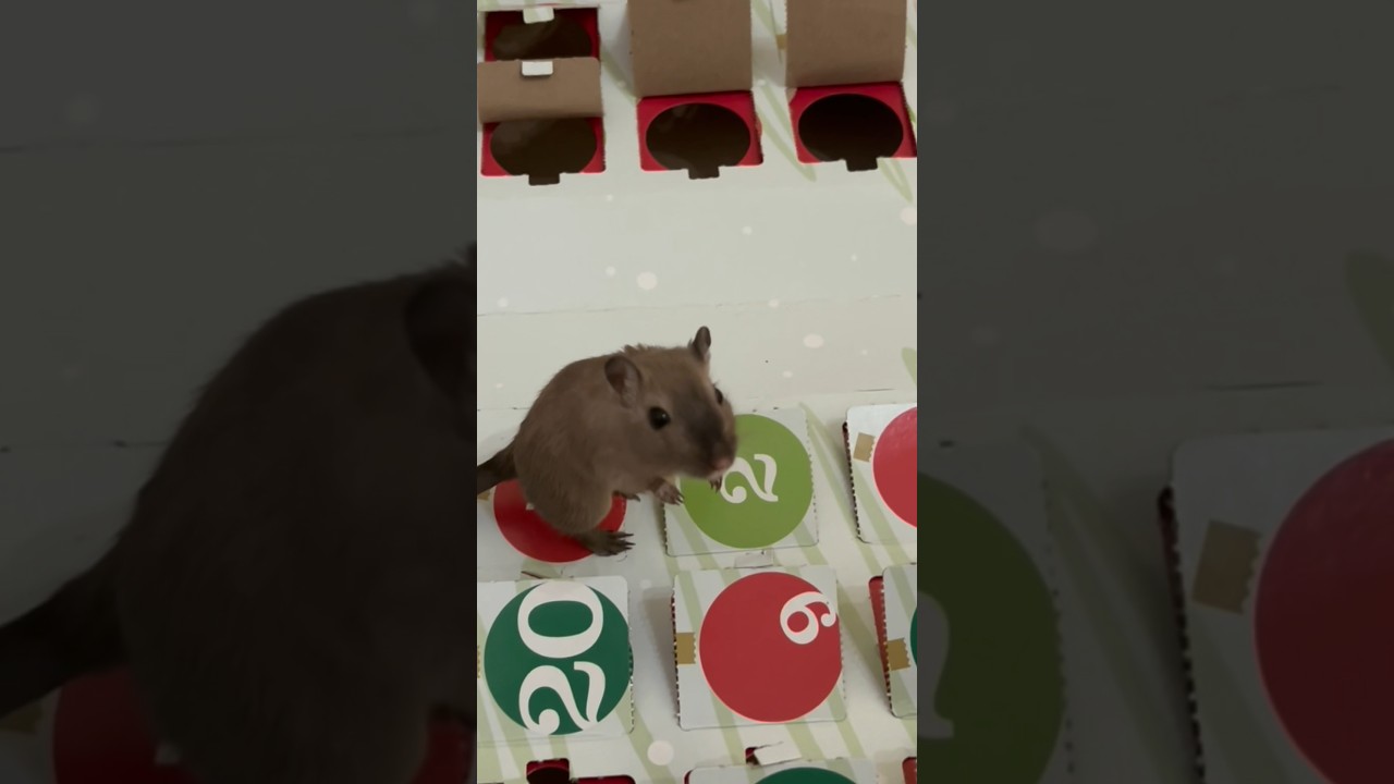 Cute Gerbils Playing & Being Silly #shorts #pets #gerbil #cuteanimals #petlover #fun #animals #fyp