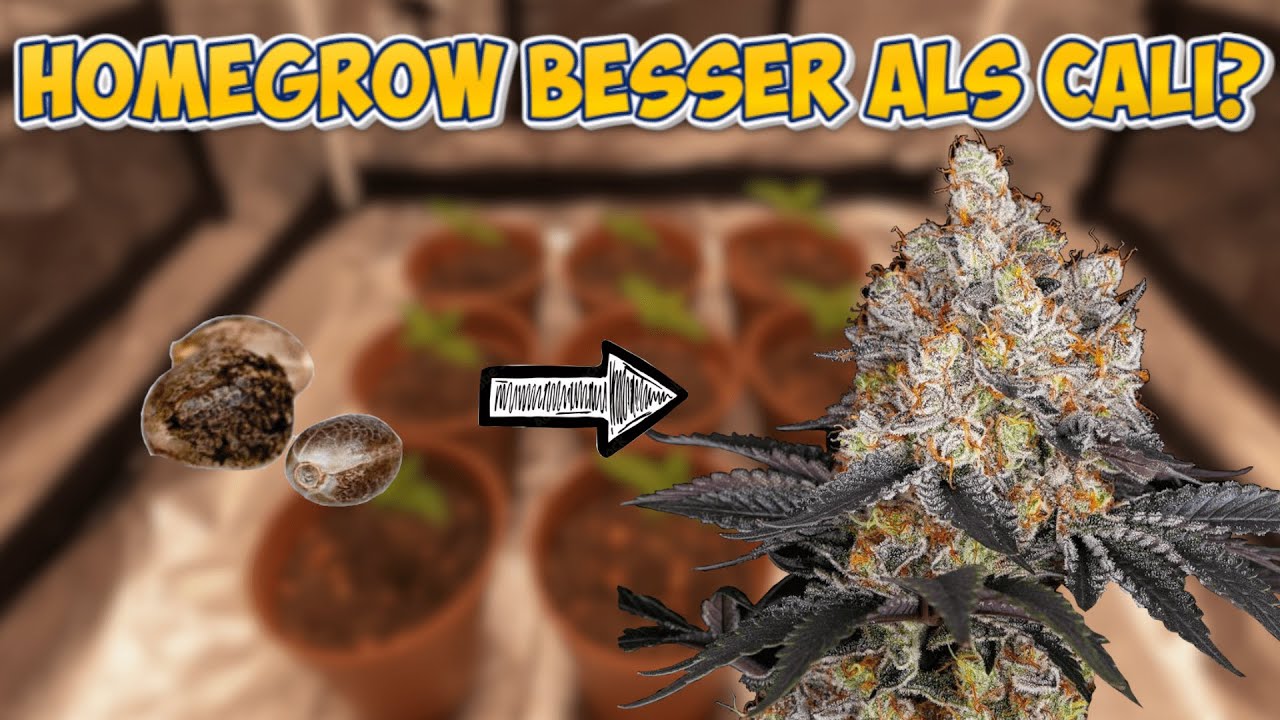 Vom SAMEN bis zur PFLANZE │ Growdiary (GELATO) │ Woche 1+2