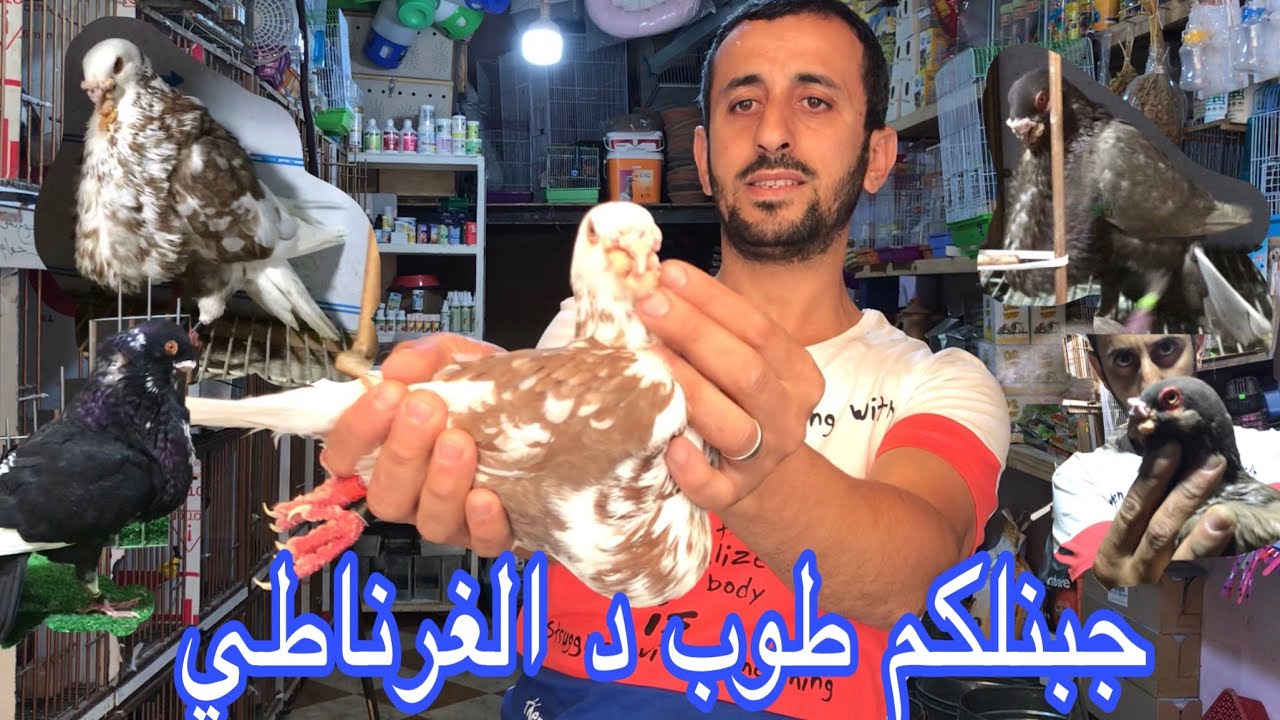 حمام الغرناطي (granadino )🔝طوب للبيع الجزء الاول