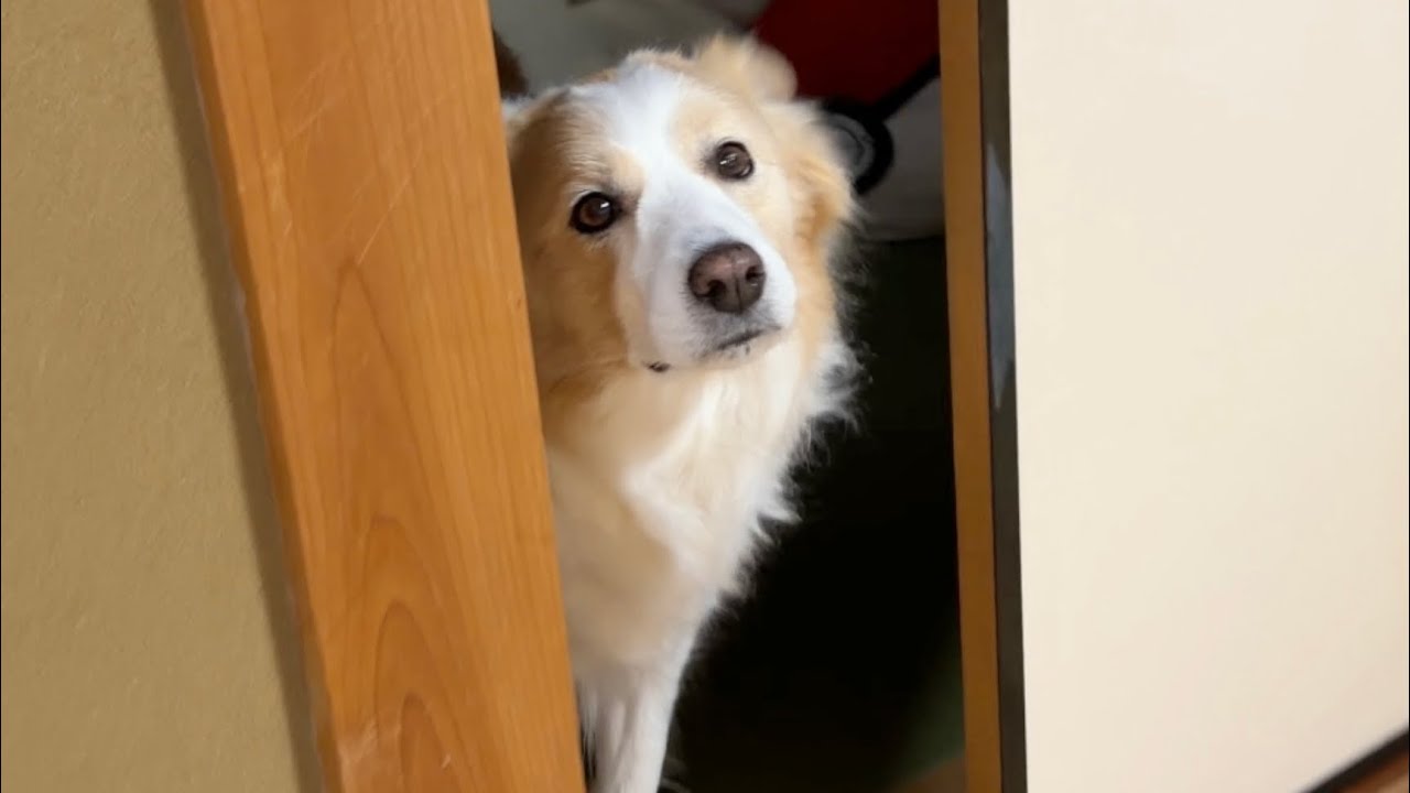 【悲報】新居に現れた“天敵”に絶望して、泣きつく愛犬不憫すぎました…【ボーダーコリー・ゴールデンレトリバー】