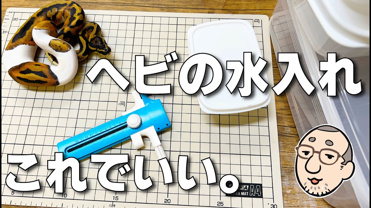 【ヘビの水入れの作り方】ヘビ飼育の基本的なセッティング解説付き！