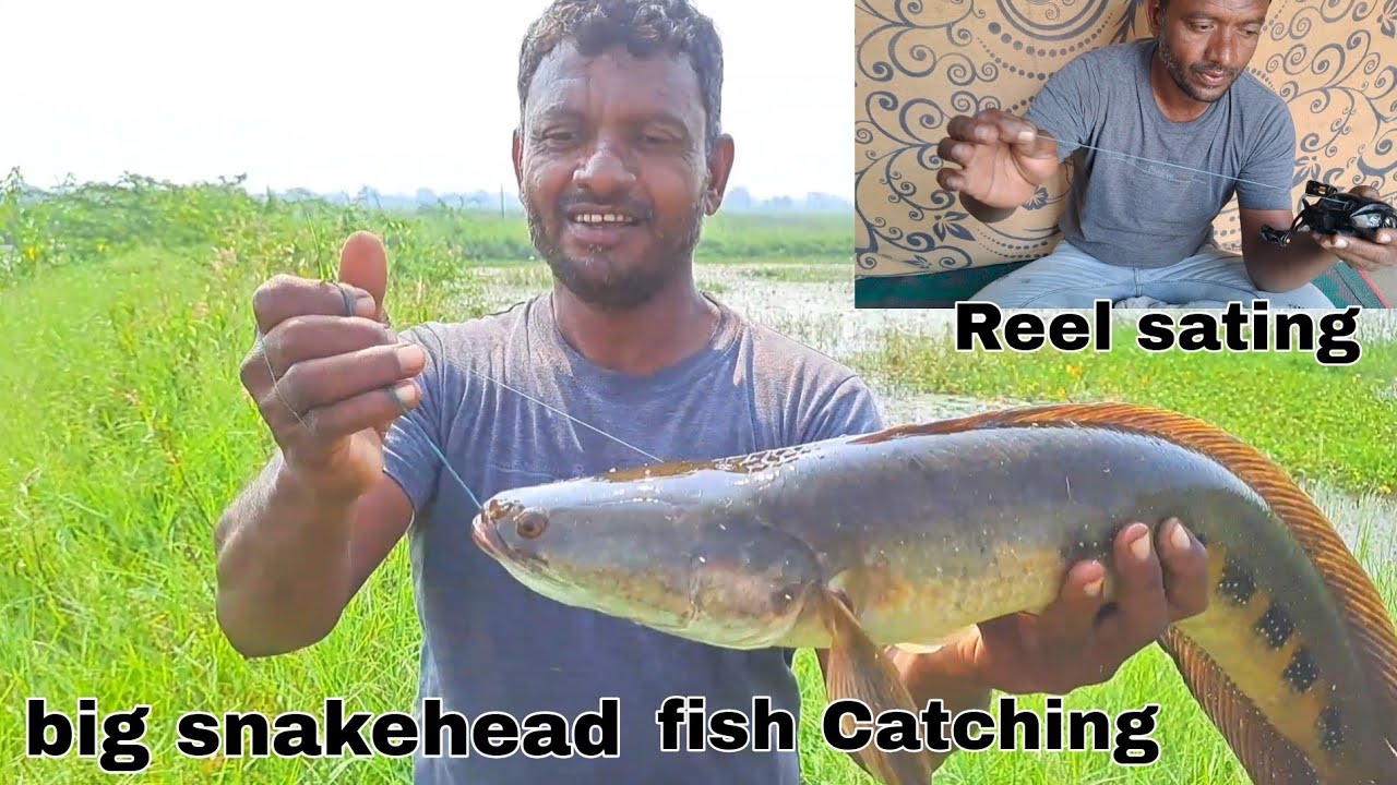 big snakehead fish catching catch baitcasting Reel sating techniques