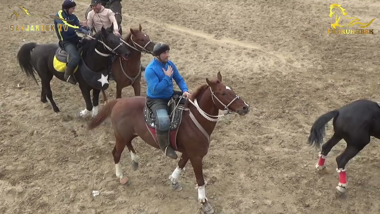 KOZIM POLVON NORMAMAD NAXALBOYEVNING 007 LAQABLI TULPORIDA. BUXORO KOGON 24.01.2024