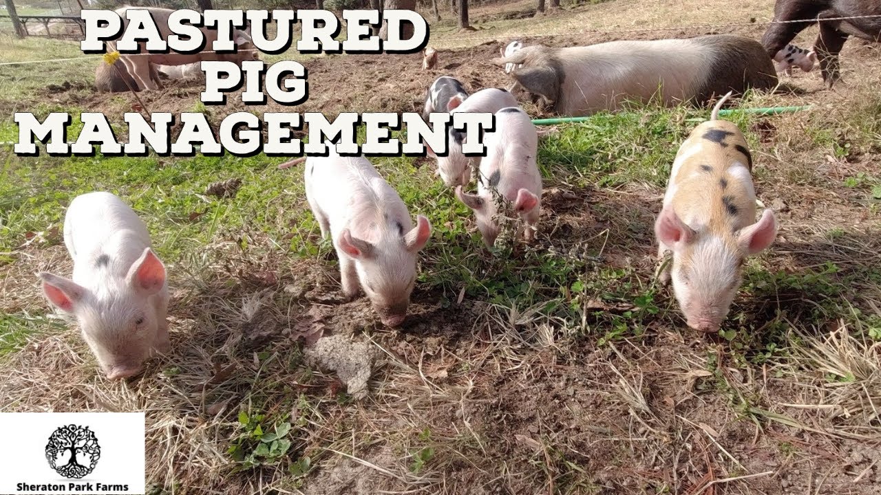 3 Things Every Pasture Pig Farmer Needs to Know