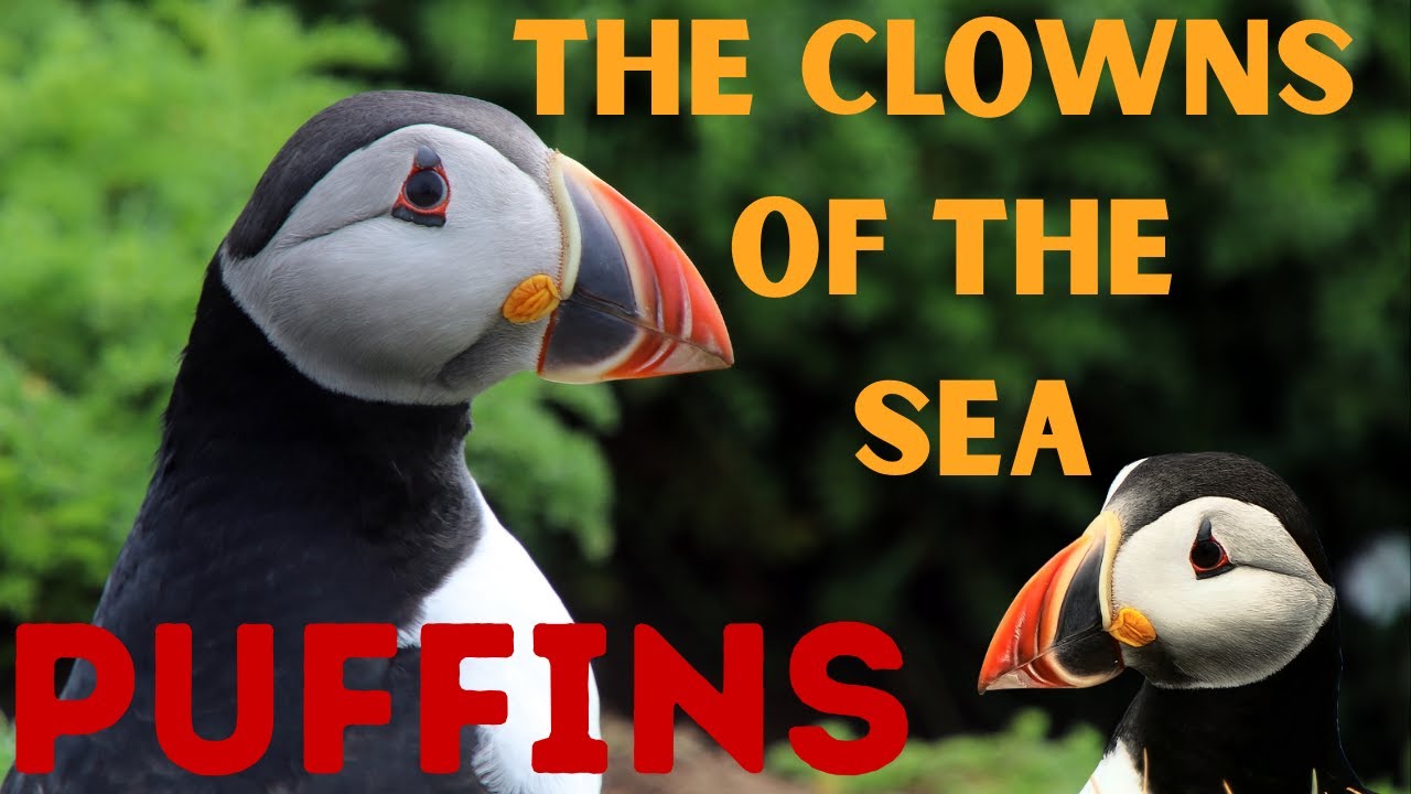 Puffins Explained in 7 Minutes | Funny & Fascinating Facts