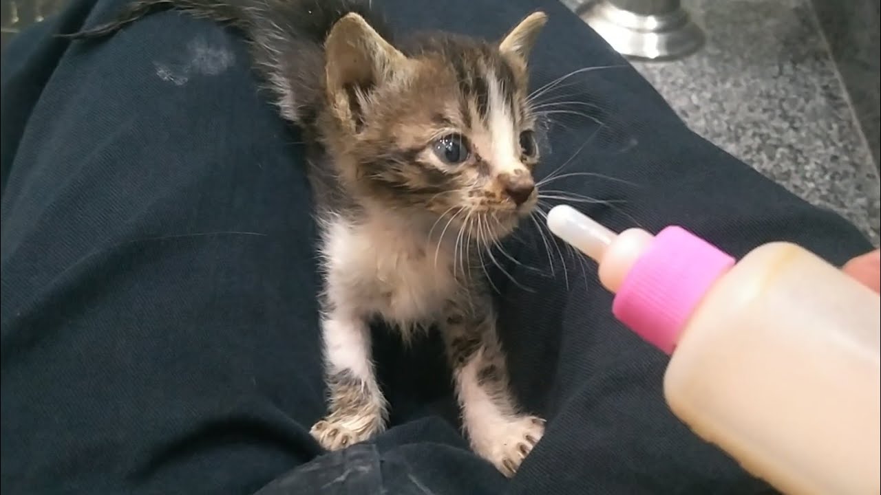 Rescue Kitten is Struggling To Drink Milk From The Bottle 