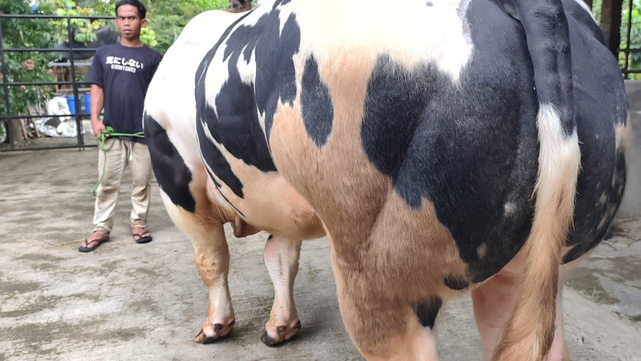 For sale 🔥Geger 100% Pure Belgian Blue Cows Sold for Qurban