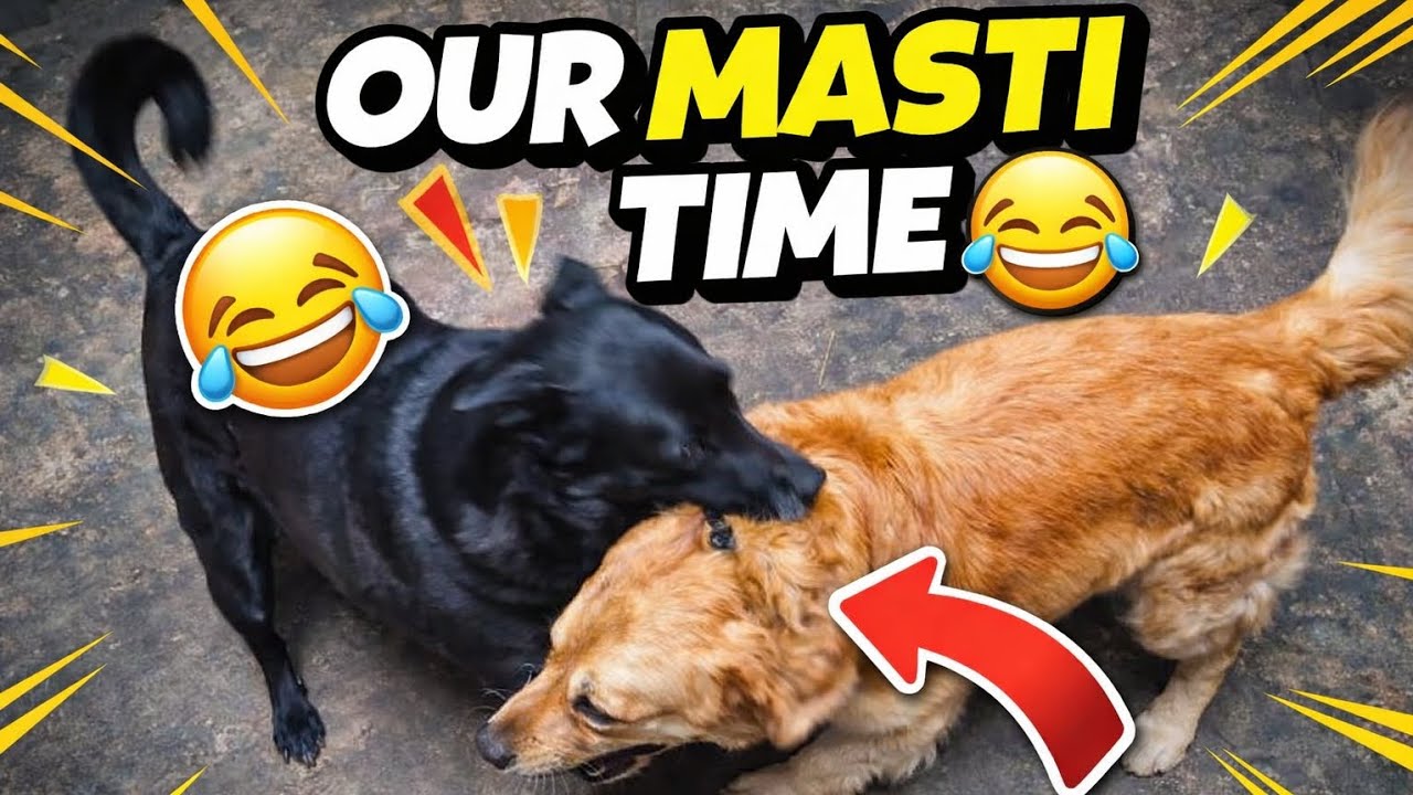 Our Dogs Masti Time 😂 | Funny Dogs Playing Together Funny Dog Masti Time 😂 | Cute Dogs Playing Fight
